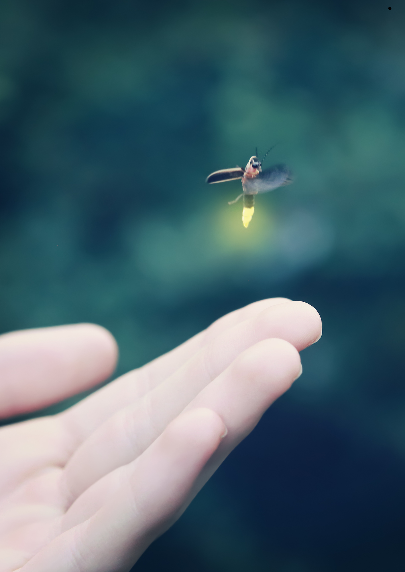 The Firefly - Net Zero Integrated Solutions